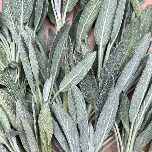 Sage (Bunch)