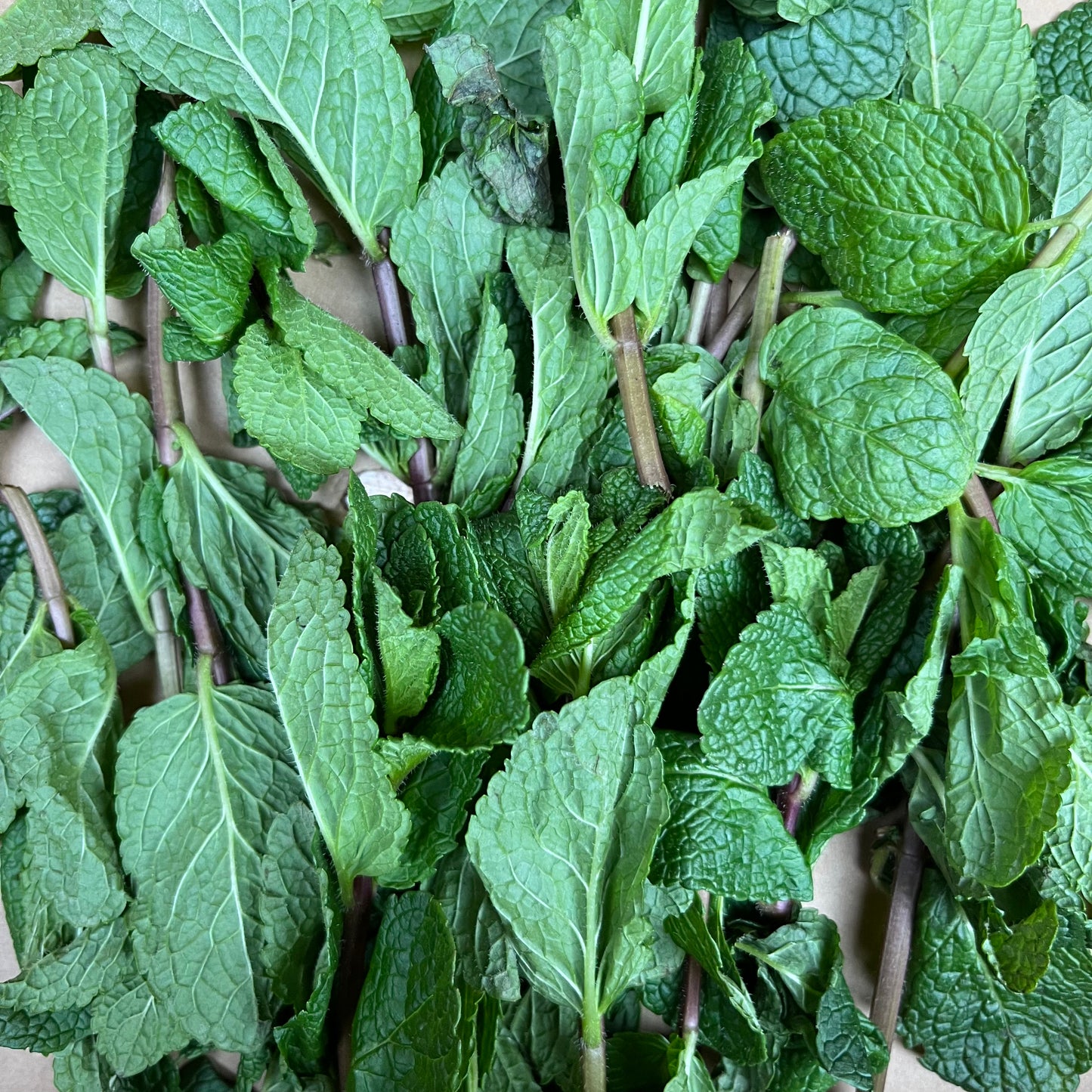 Mint (Bunch)
