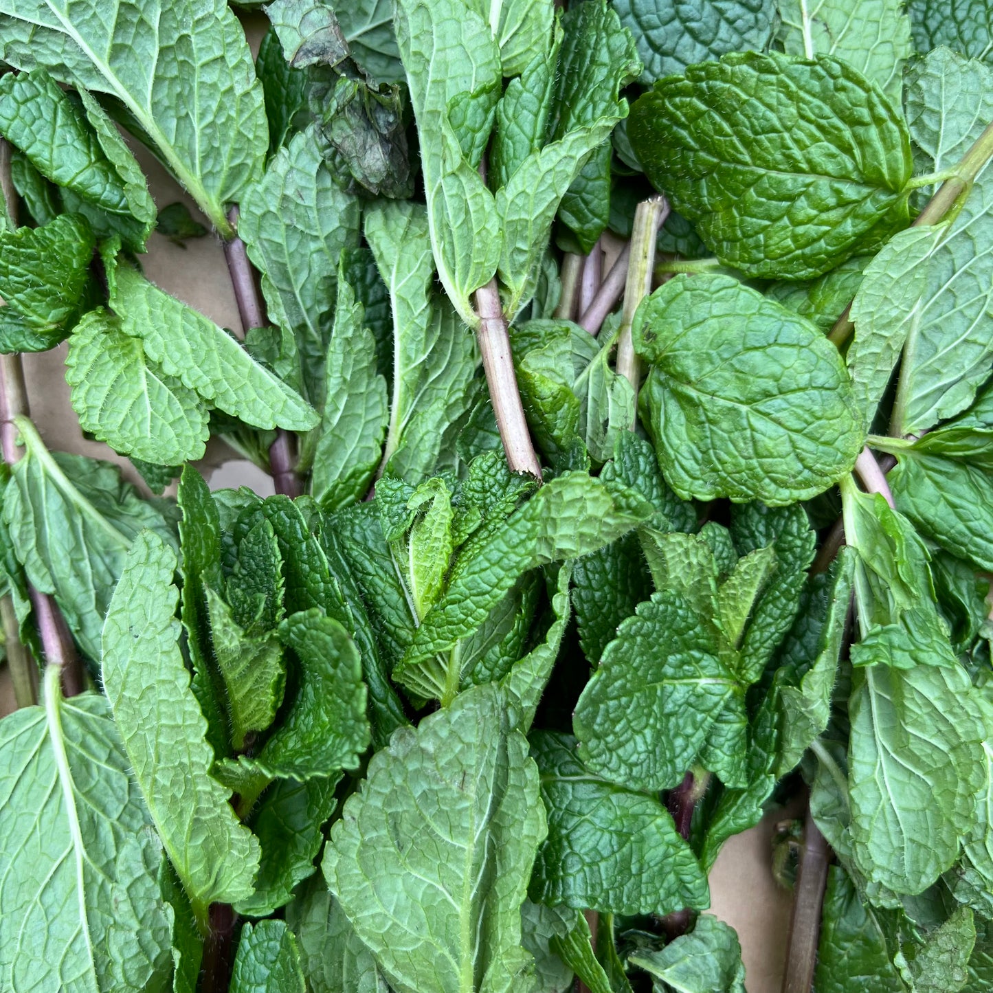 Mint (Bunch)