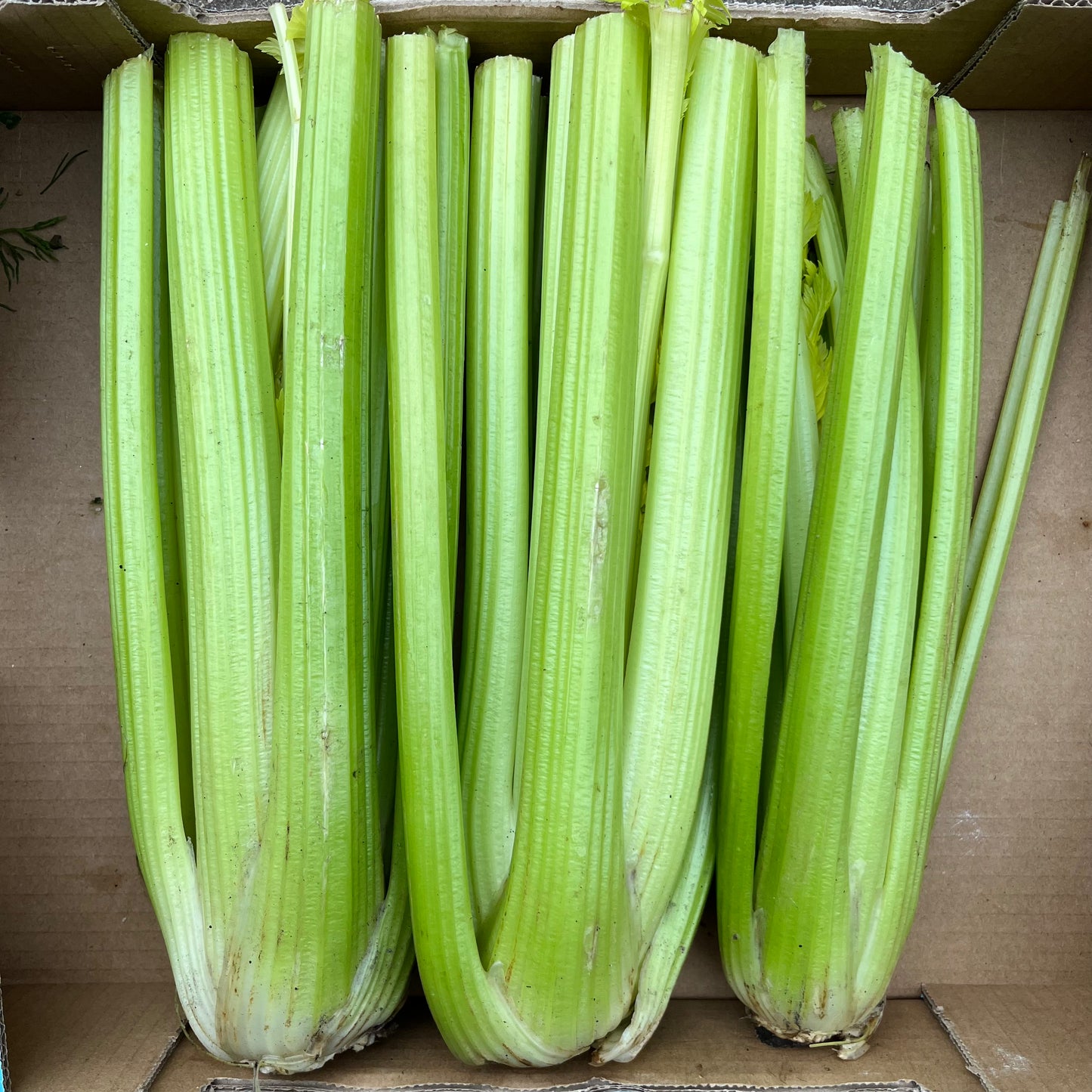 Celery (Bunch)
