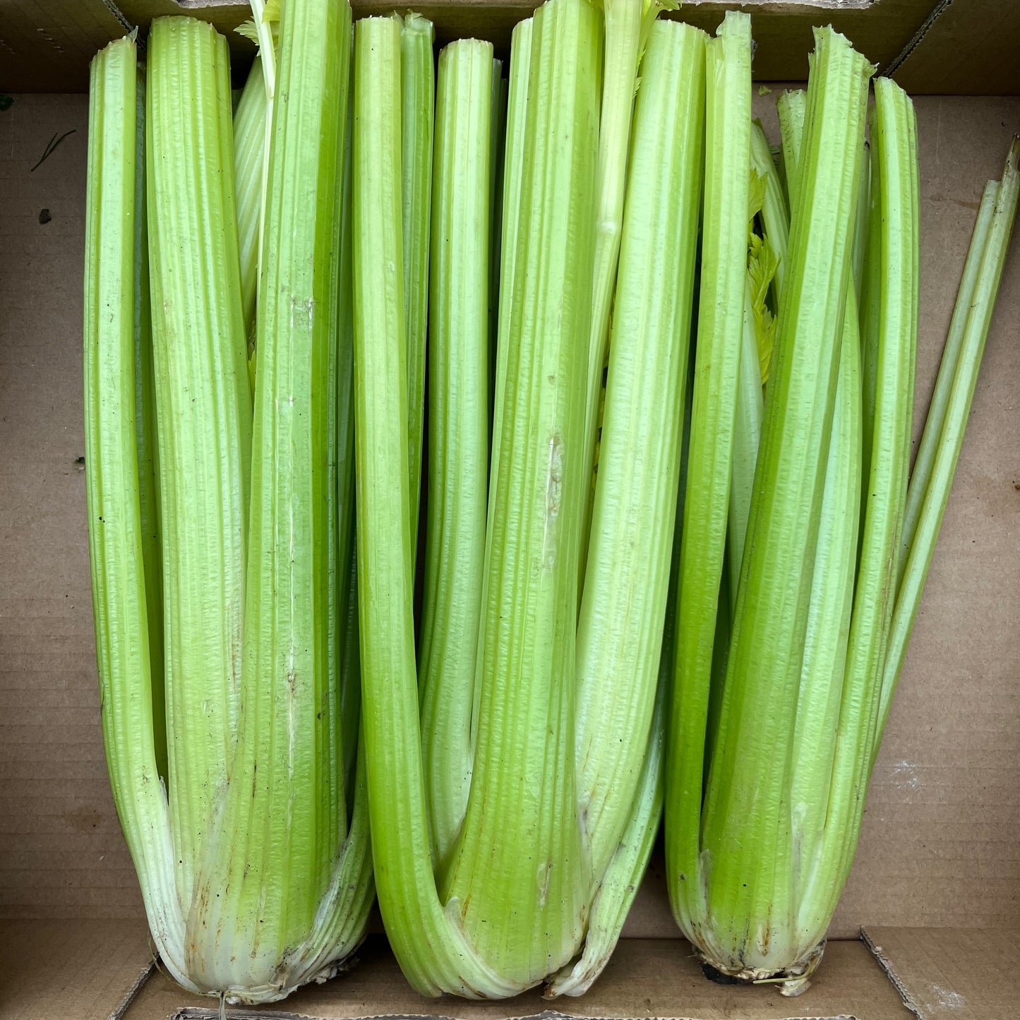 Celery (Bunch)