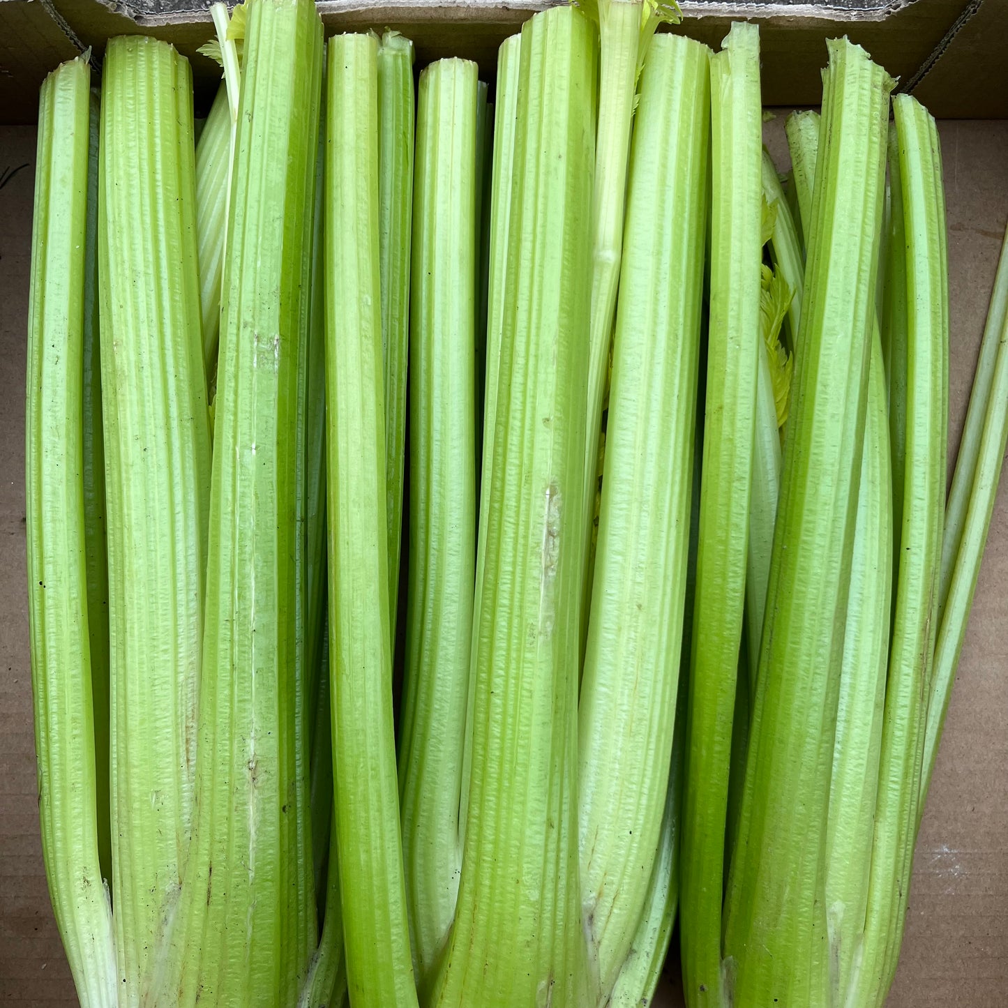 Celery (Bunch)